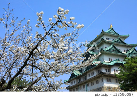 特別史跡名古屋城 満開の桜 特別史跡名古屋城 満開の桜 138590087