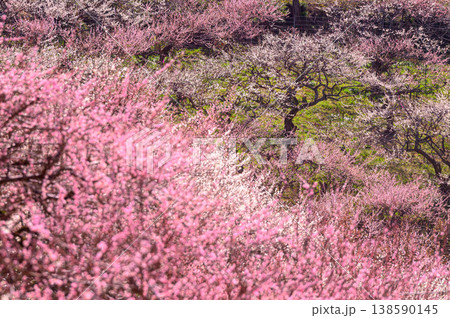 カラフルな梅の花 カラフルな梅の花 138590145