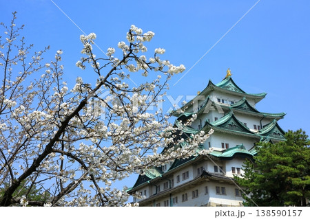 特別史跡名古屋城 満開の桜 特別史跡名古屋城 満開の桜 138590157