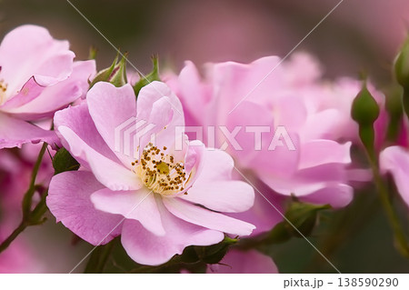 淡いピンクの薔薇 淡いピンクの薔薇 138590290