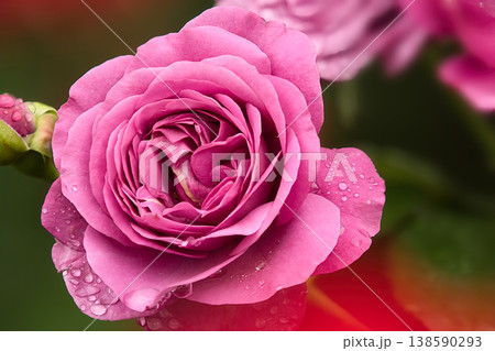 ピンク色の薔薇の花 ピンク色の薔薇の花 138590293