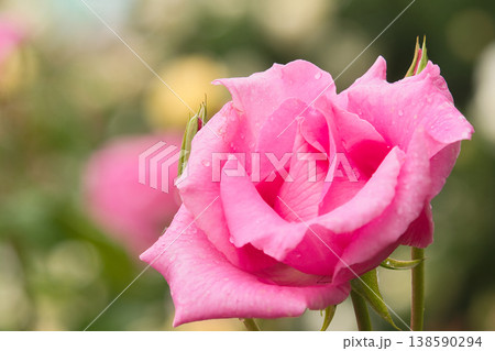 ピンク色の薔薇の花 138590294