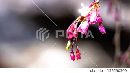 穏やかな春の日差しの中これから咲き始める桜の蕾 138590300