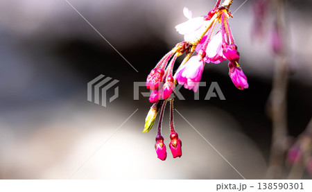 穏やかな春の日差しの中これから咲き始める桜の蕾 穏やかな春の日差しの中これから咲き始める桜の蕾 138590301