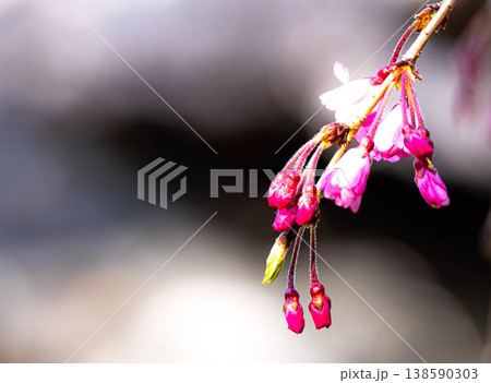 穏やかな春の日差しの中これから咲き始める桜の蕾 穏やかな春の日差しの中これから咲き始める桜の蕾 138590303