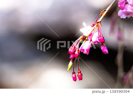 穏やかな春の日差しの中これから咲き始める桜の蕾 138590304