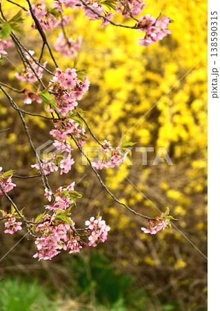 キクモモの花 キクモモの花 138590315