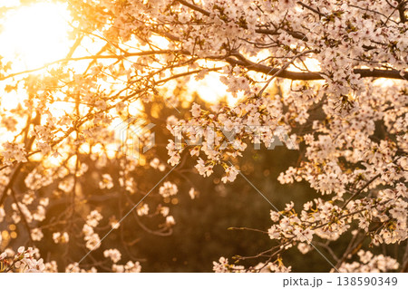 夕日に照らされる桜 138590349