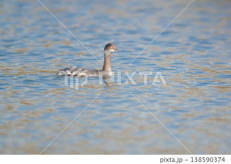 水に浮かぶオレンジ色の目をした水鳥 水に浮かぶオレンジ色の目をした水鳥 138590374