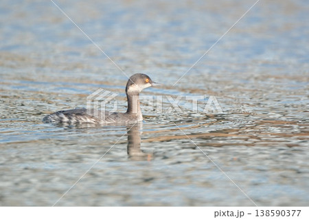 水に浮かぶオレンジ色の目をした水鳥 水に浮かぶオレンジ色の目をした水鳥 138590377