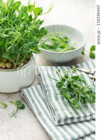 Fresh pea shoots growing and harvesting microgreens Fresh pea shoots growing and harvesting microgreens 138590407