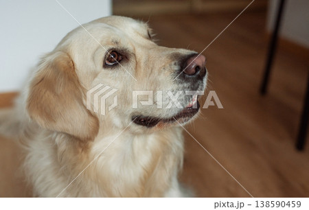 Golden retriever dog looking up with loyalty Golden retriever dog looking up with loyalty 138590459