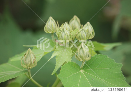 酔芙蓉のつぼみ 138590654