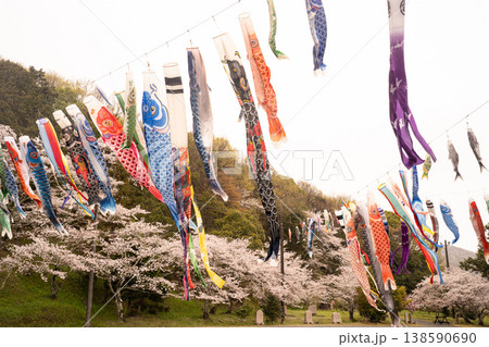 桜と泳ぐ鯉のぼり 138590690