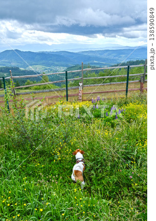 Jack Russell Terrier with Harness on a Grassy Mountain Hill 138590849