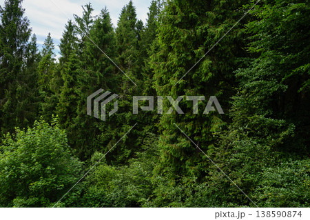 Dense Coniferous Forest on Steep Slope Dense Coniferous Forest on Steep Slope 138590874