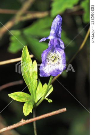 トリカブトの花 トリカブトの花 138590883