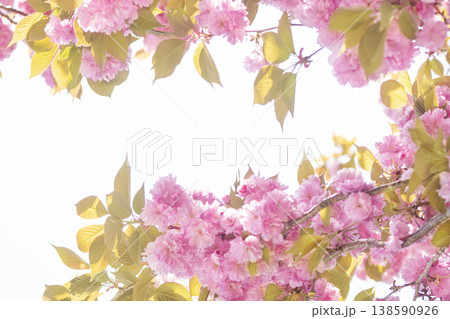 Sky and double cherry blossom garden with copy space Sky and double cherry blossom garden with copy space 138590926