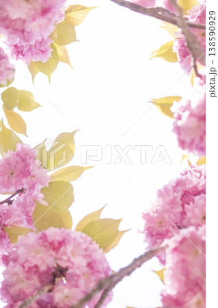 Sky and double cherry blossom garden with copy space 138590929