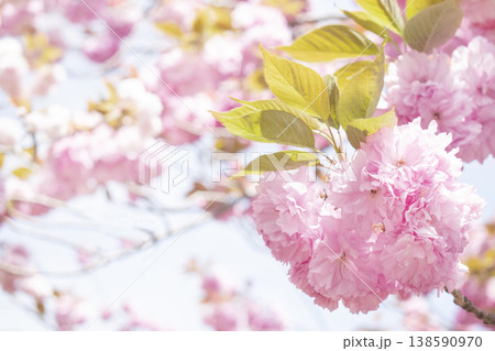 Sky and double cherry blossom garden with copy space Sky and double cherry blossom garden with copy space 138590970