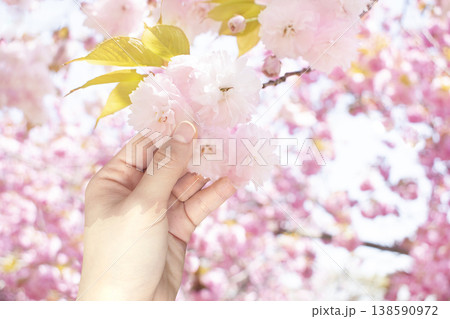 A woman's hand holding double cherry blossoms A woman's hand holding double cherry blossoms 138590972