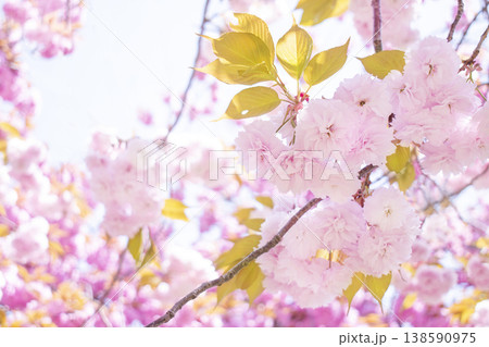 Sky and double cherry blossom garden with copy space Sky and double cherry blossom garden with copy space 138590975