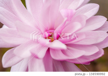 花びらの中に(ヒメコブシ) 花びらの中に(ヒメコブシ) 138590992