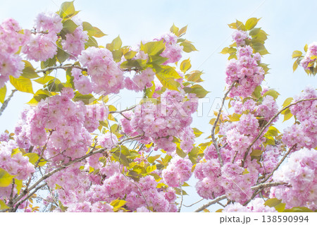 Sky and double cherry blossom garden with copy space Sky and double cherry blossom garden with copy space 138590994