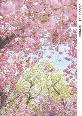 Sky and double cherry blossom garden with copy space Sky and double cherry blossom garden with copy space 138590997