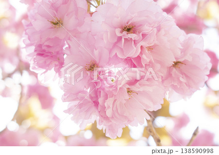 Sky and double cherry blossom garden with copy space Sky and double cherry blossom garden with copy space 138590998
