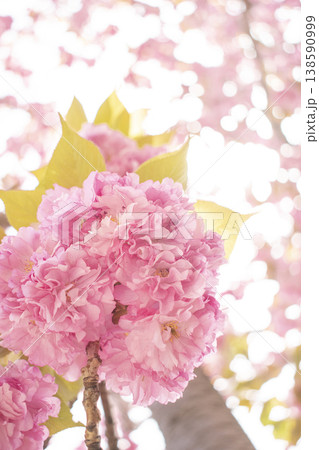 Sky and double cherry blossom garden with copy space Sky and double cherry blossom garden with copy space 138590999