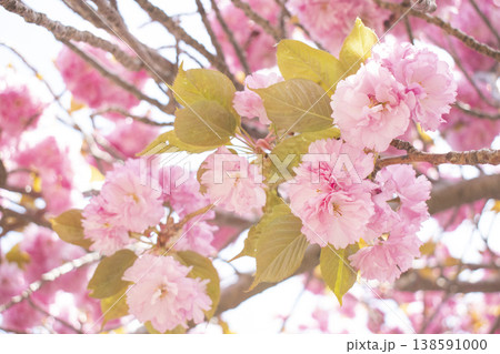 Sky and double cherry blossom garden with copy space Sky and double cherry blossom garden with copy space 138591000