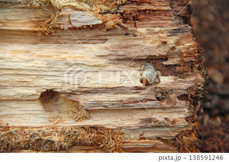 Larva of woodworm living under pine bark. Common furniture beetle. Insect pest Larva of woodworm living under pine bark. Common furniture beetle. Insect pest 138591246