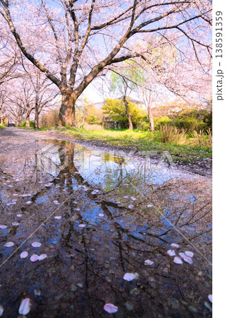 京都伏見・宇治川派流の桜のリフレクション 京都伏見・宇治川派流の桜のリフレクション 138591359
