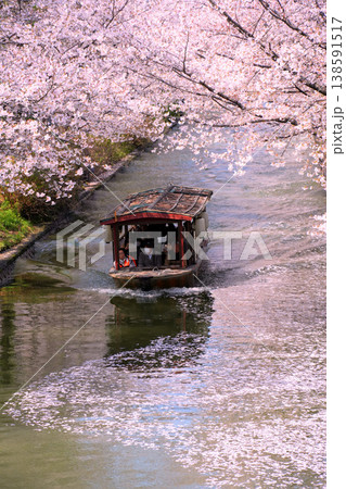 京都伏見・宇治川派流の桜のトンネルを進む十石舟 138591517