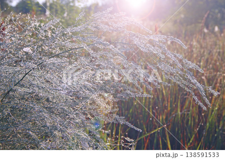 Branches of asparagus officinalis in morning dew illuminated by rays Branches of asparagus officinalis in morning dew illuminated by rays 138591533