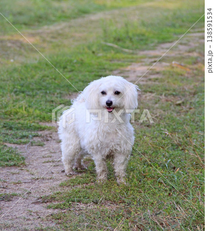 Dog standing on the country road during walk. Small Maltese dog playing outdoors 138591534
