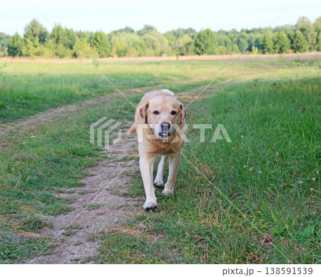 Labrador Retriever walking on the green grass. Dog walking in nature 138591539