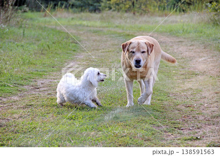 Multi-Poo dog flirting with an old Labrador Retriever. Dog games. Dogs walking 138591563
