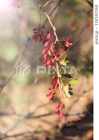 Ripe dogwood berries hang on branch. Wild berries. Ripe fruits of Cornus mas Ripe dogwood berries hang on branch. Wild berries. Ripe fruits of Cornus mas 138591568