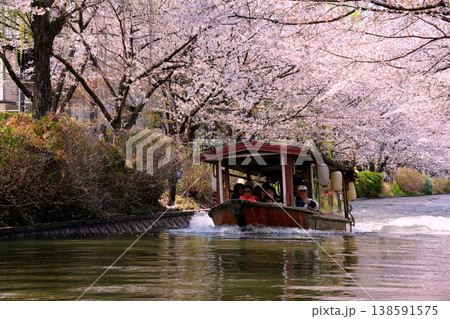 京都伏見・宇治川派流の桜のトンネルを進む十石舟 京都伏見・宇治川派流の桜のトンネルを進む十石舟 138591575