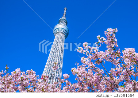 日本の東京都市景観 青空に映える東京スカイツリーと御殿場桜などを望む＝4月 138591584