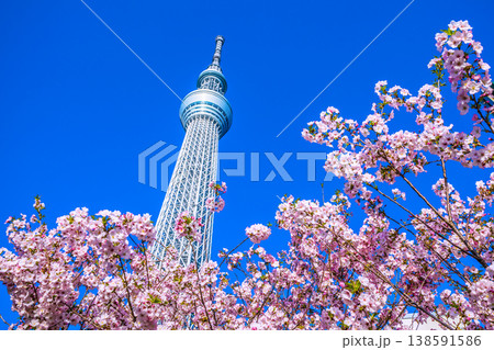 日本の東京都市景観 青空に映える東京スカイツリーと御殿場桜などを望む＝4月 138591586