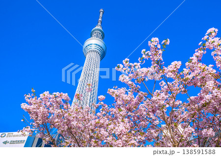 日本の東京都市景観 青空に映える東京スカイツリーと御殿場桜などを望む＝4月 138591588