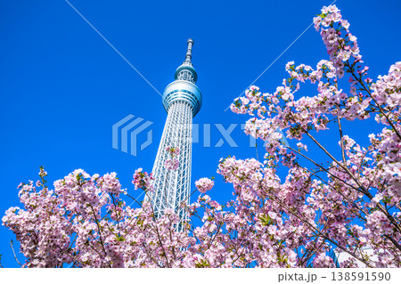日本の東京都市景観 青空に映える東京スカイツリーと御殿場桜などを望む=4月 日本の東京都市景観 青空に映える東京スカイツリーと御殿場桜などを望む=4月 138591590