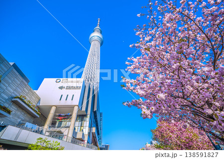 日本の東京都市景観 青空に映える東京スカイツリーと墨田区おしなり公園の桜などを望む 138591827