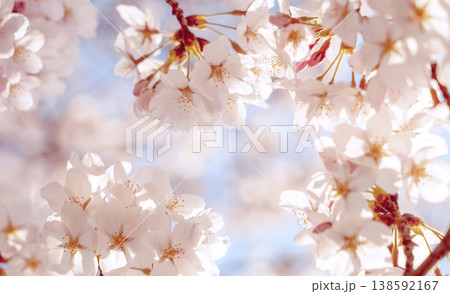 桜背景 138592167