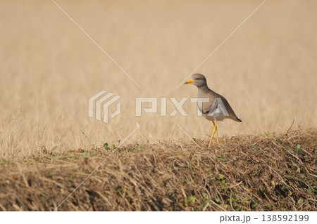 朱色の目をした野鳥ケリ 138592199