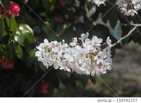 桜とツバキ 桜とツバキ 138592257