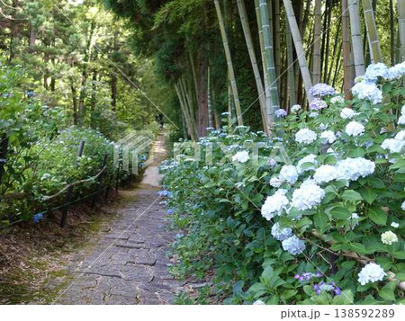 満開のアジサイ 紫陽花 あじさい 出塩文殊堂 山形市 満開のアジサイ 紫陽花 あじさい 出塩文殊堂 山形市 138592289